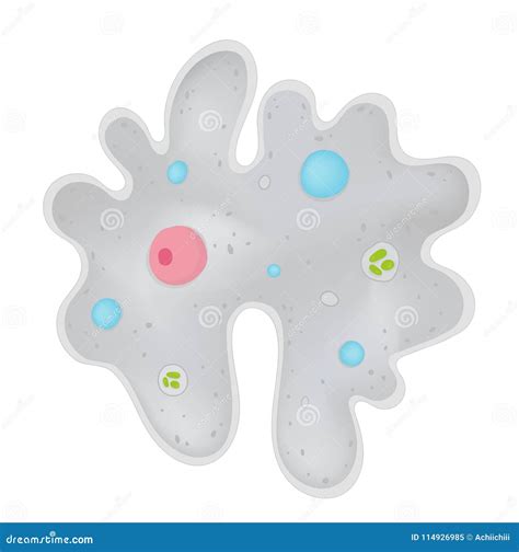 The Structure Of The Amoeba Is Intestinal Gastrointestinal Amebiasis Infographics Vector