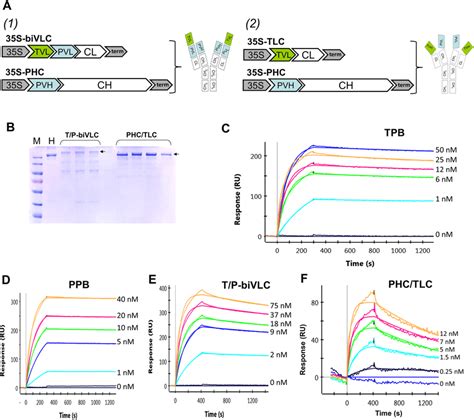 Bispecific Trastuzumab Pertuzumab Plant Biosimilars And Spr Analysis Of