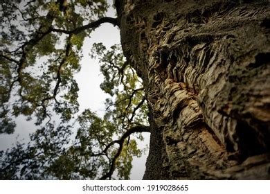 Bark Cork Oak Tree Stock Photo 1919028665 | Shutterstock