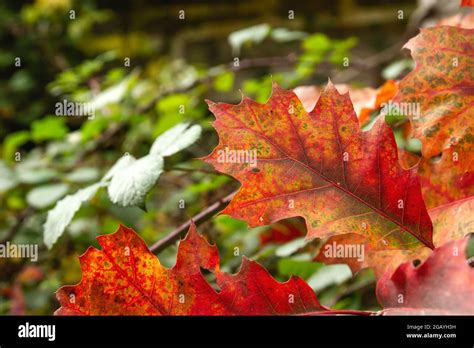 Quercus rubra el árbol caducifolio otoñal de roble rojo del norte