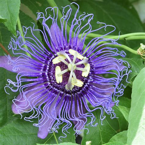 All 91 Images Pictures Of Passion Flower Vine Sharp