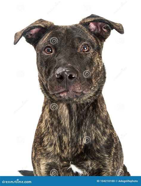 Closeup Cute Large Brindle Dog Stock Photo Image Of White Animal