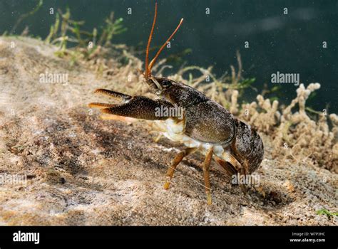 White Clawed Crayfish United Kingdom Hi Res Stock Photography And