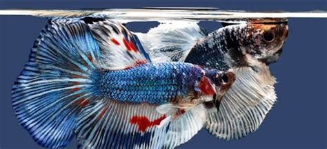 Male Vs Female Betta Differences And Determining Gender