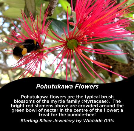 Pohutukawa flower sterling silver Stud Earrings, designed in New ...