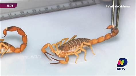 Quanto Tempo Vive Um Escorpião - Escorpião amarelo: saiba como vivem esses aracnídeos e os cuidados ...