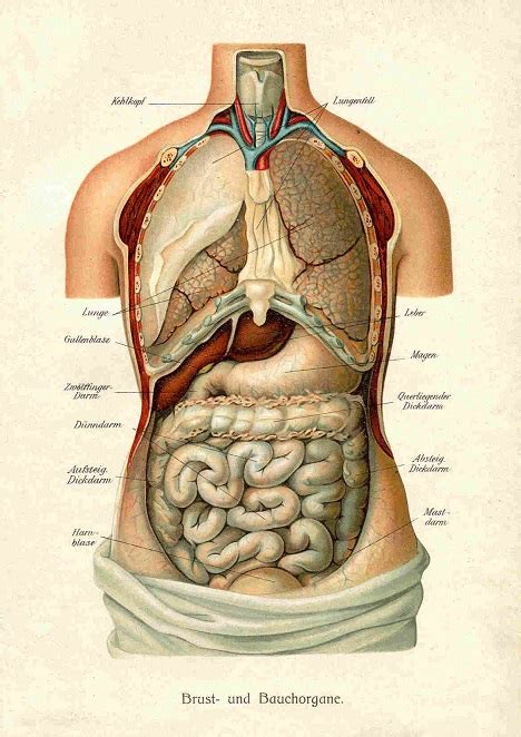 Plakat Rycina Anatomia Wn Trzno Ci Cz Owieka Bez Ramy X Cm