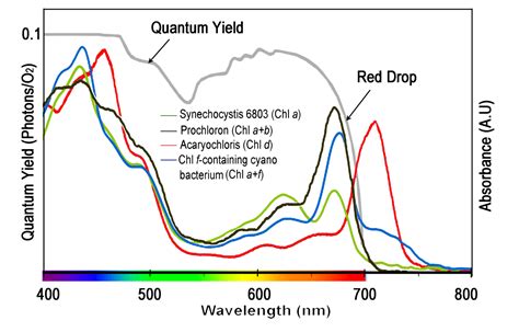 Chlorophyll Absorption Spectrum