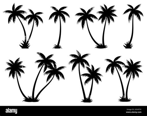 Palm Trees Silhouettes Summer Set Palm Trees Isolated On White