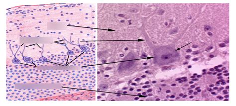 Purkinje Cells Of Cerebellum Diagram Quizlet