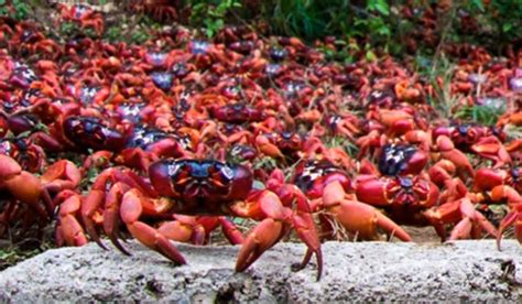 Video Millions Of Tiny Red Crabs Migrate Onto Christmas Island Outdoorhub