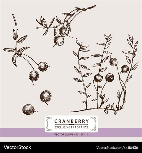 Cranberry floral elements Royalty Free Vector Image