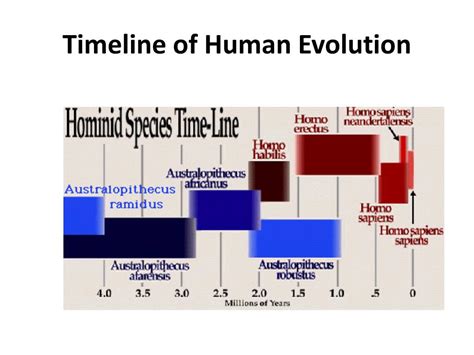 Human Evolution Timeline For Kids