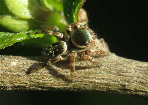 Carrhotus Viduus Jumping Spider Aneesh Pandian Flickr