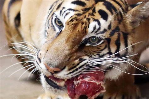 El tigre de Bengala Nan Nan que dio a luz a cuatro cachorros recién