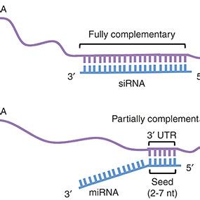Gene silencing mechanisms of siRNA and miRNA. siRNA: dsRNA (either ... 