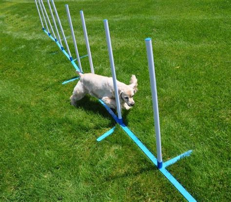 Dog Agility Equipment The Labrador Site