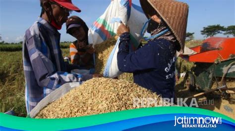 Bps Catat Harga Gabah Anjlok Dan Nilai Tukar Petani Kembali Turun