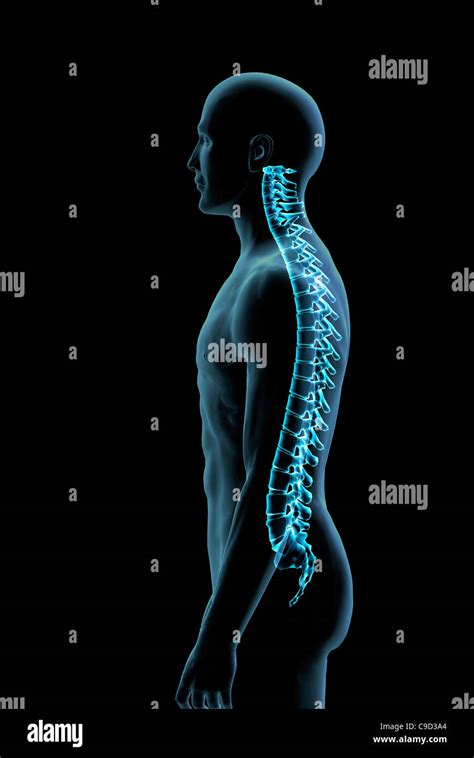 Vista Lateral De La Columna Vertebral Macho En Azul Rayos X Imagen