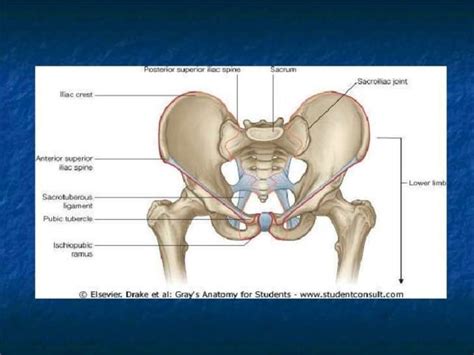 Compartimiento Anterior Y Medial Del Muslo Ppt