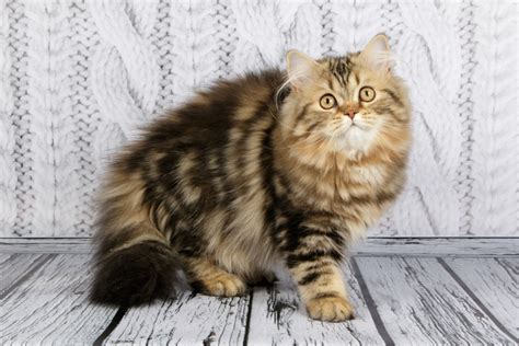 Cat Breeds With Fluffy Tails Info Pictures Facts History Catster