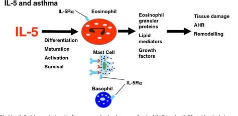 Monoclonal Antibodies For The Treatment Of Asthma Semantic Scholar