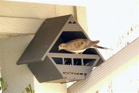 Mourning Dove Birdhouse Plans Free