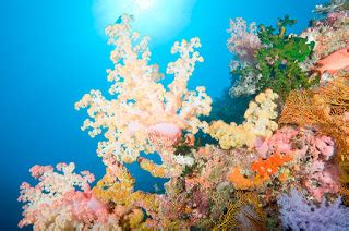 Coral Reefs in Fiji | Soft Corals and Hard Corals | Paradise in Fiji