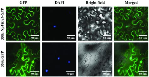 The Subcellular Localization Of NpFBA1 In N Benthamiana Epidermal