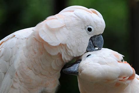 Moluccan Cockatoo Fact Sheet Northern Parrots