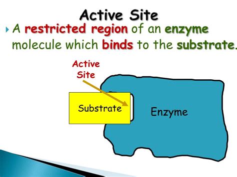 PPT - EnZyMeS PowerPoint Presentation, free download - ID:2065739