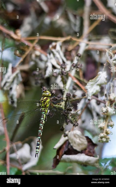 Southern Hawker Or Blue Hawker Aeshna Cyanea At Rest Stock Photo Alamy