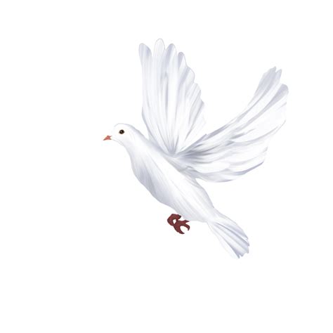 White Dove Symbolizes Peace And Purity Clipart Png Png All