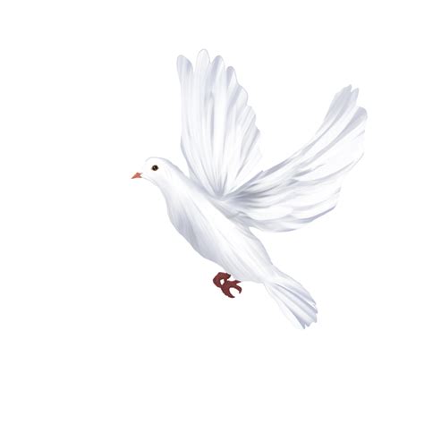 Dove Png Transparent Layers