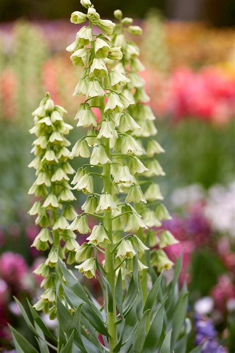 Kermapikarililja Ivory Bells Mustila Puutarha