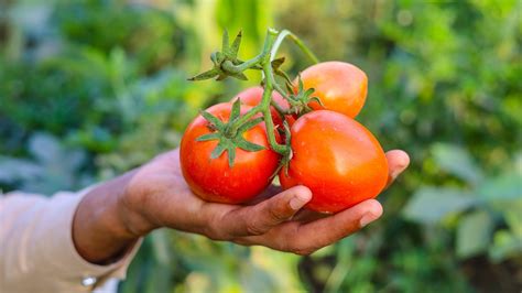 Grow Better Tomatoes With The Simple Trenching Method