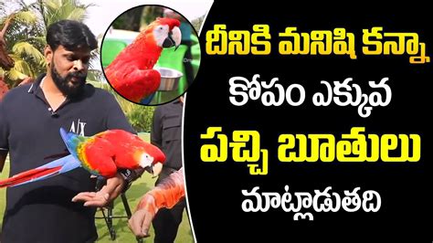 Praveen Chikoti About His Pet Bird Chikoti Praveen Kumar Farm House