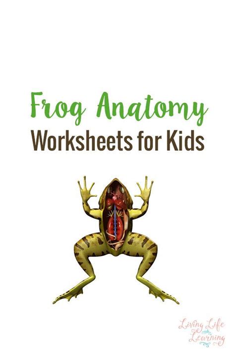 Leopard Frog Dissection