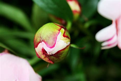 Бутон (много фото) - treepics.ru