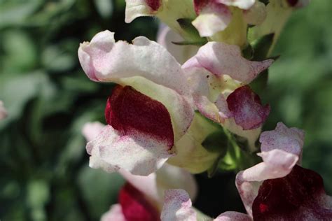 Antirrhinum majus Garten Löwenmaul IMG 0036 julia HalleFotoFan