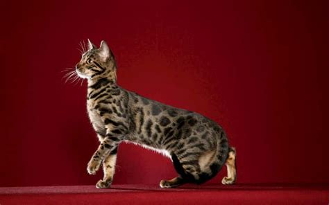 Animals Cat That Looks Like A Cheetah In Newsweekly