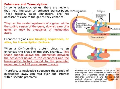 Regulation Of Gene Expression In Eukaryotes PPT