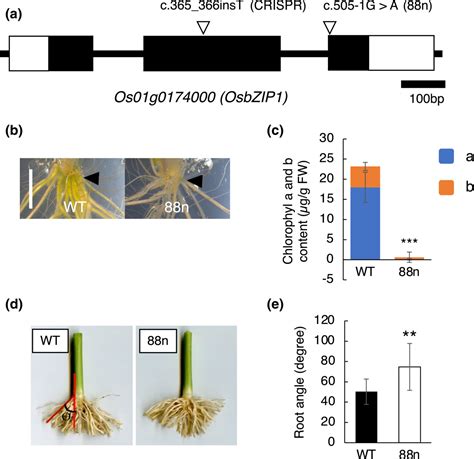 Osbzip Regulates Phosphorus Uptake And Nitrogen Utilization