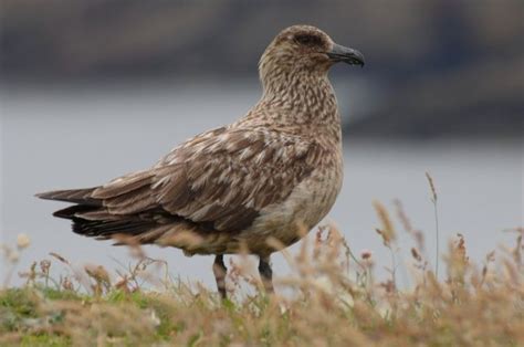 Geopark Shetland Sea Birds Shetland Pet Birds