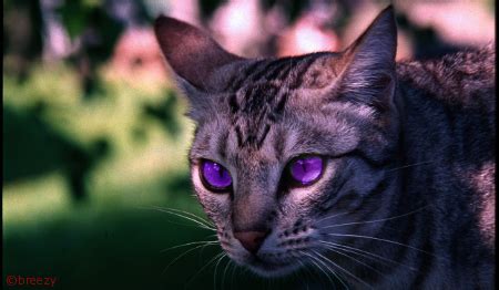 Purple Eyed Cat Signature by Brooklinrain on DeviantArt