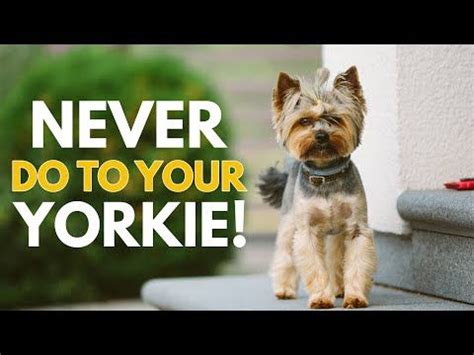 Things You Must Never Do To Your Yorkshire Terrier Youtube In