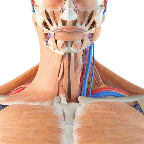 Tablica anatomiczna plakat LIPODYNIE TYŁ ERLI pl