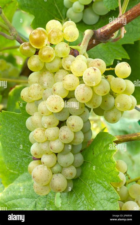 White Grape Varieties Stock Photos & White Grape Varieties Stock Images ...