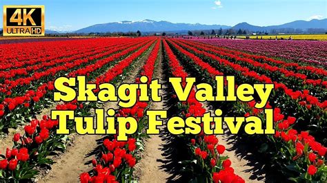 Tulip Festival 4k Skagit Valley Tulip Festival Roozengaarde Mt Vernon Youtube