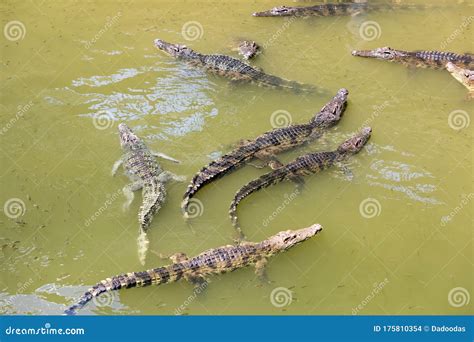 Image of a Crocodile in the Water. Reptiles Stock Photo - Image of aggression, background: 175810354